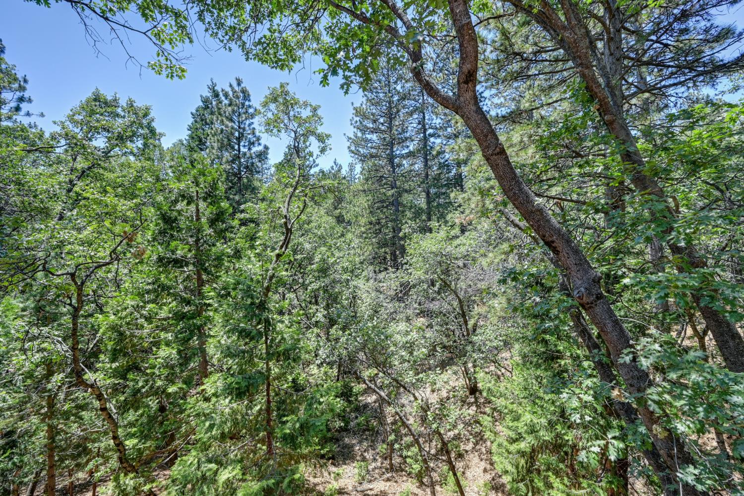 23998 Stable Road Sonora, CA 95370 - Photo 29 of 41 a view of a lush green forest