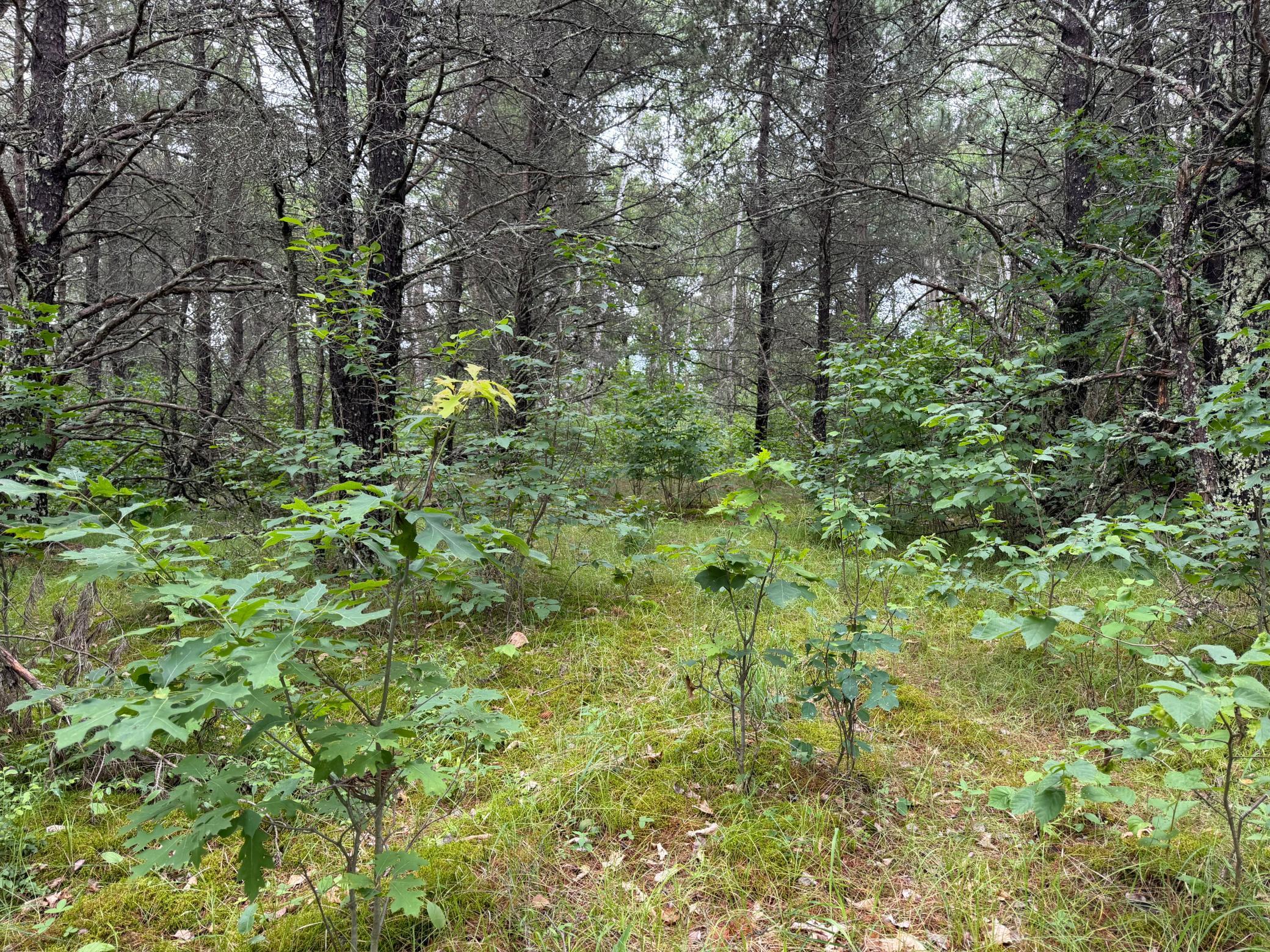 Tbd 350th Street Sebeka, MN 56477 - Photo 88 of 100