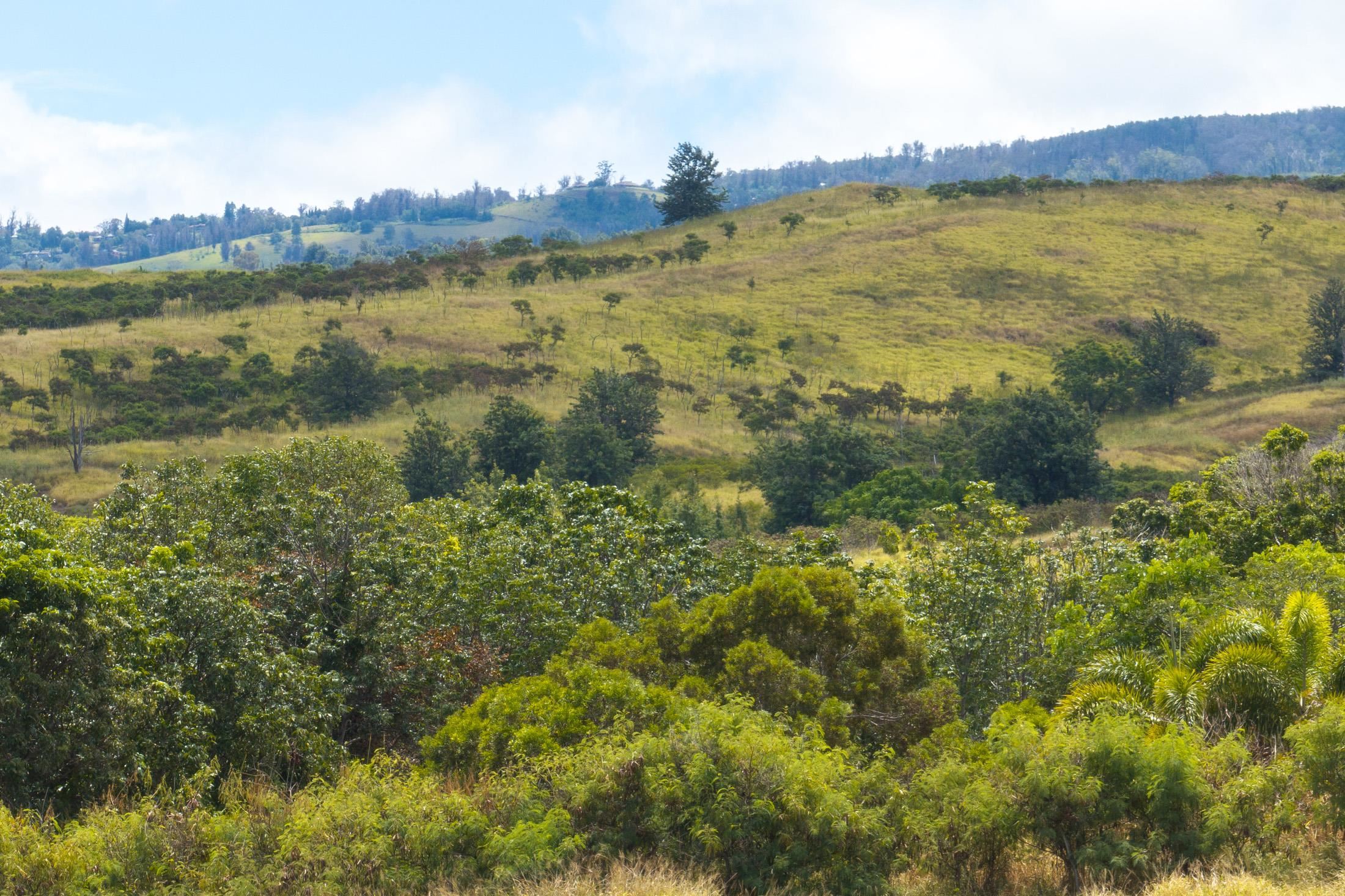 Omaopio Road Kula, HI 96790 - Photo 23 of 31 Gallery Image 23