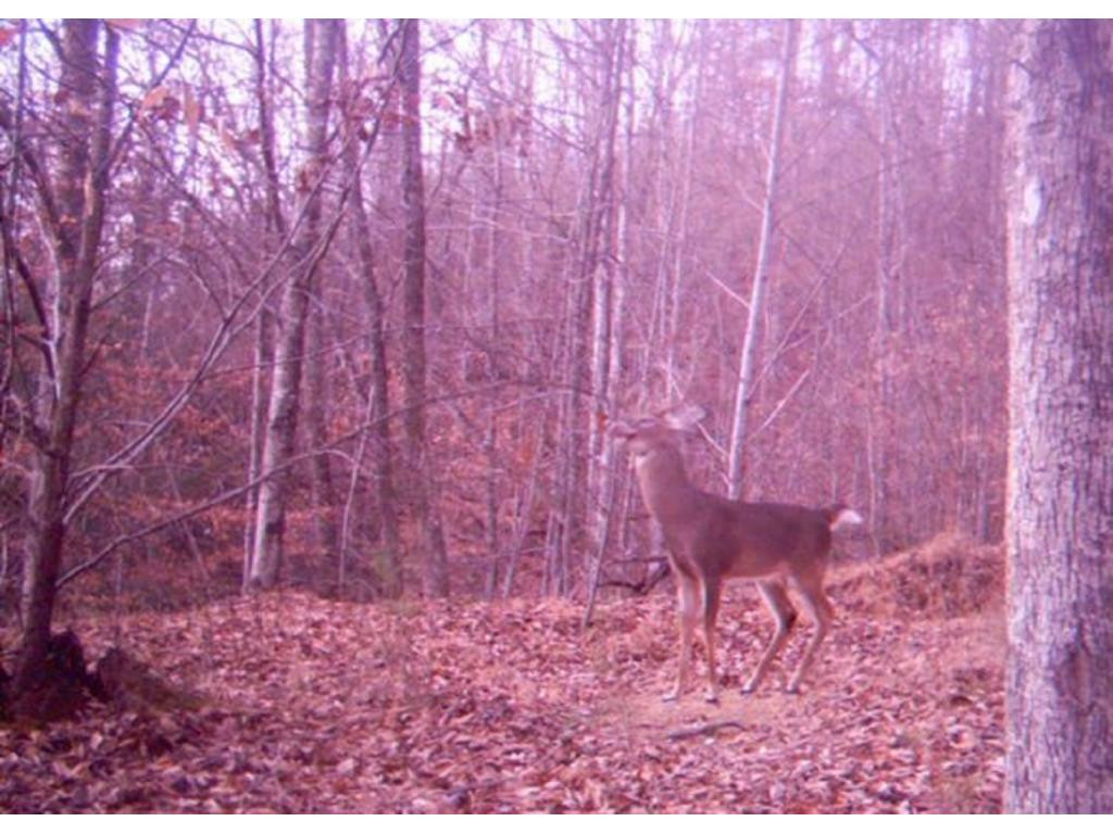 Tbd Lone Star Road, Unit 7 Mendota, VA 24270 - Photo 5 of 9 Photo 5