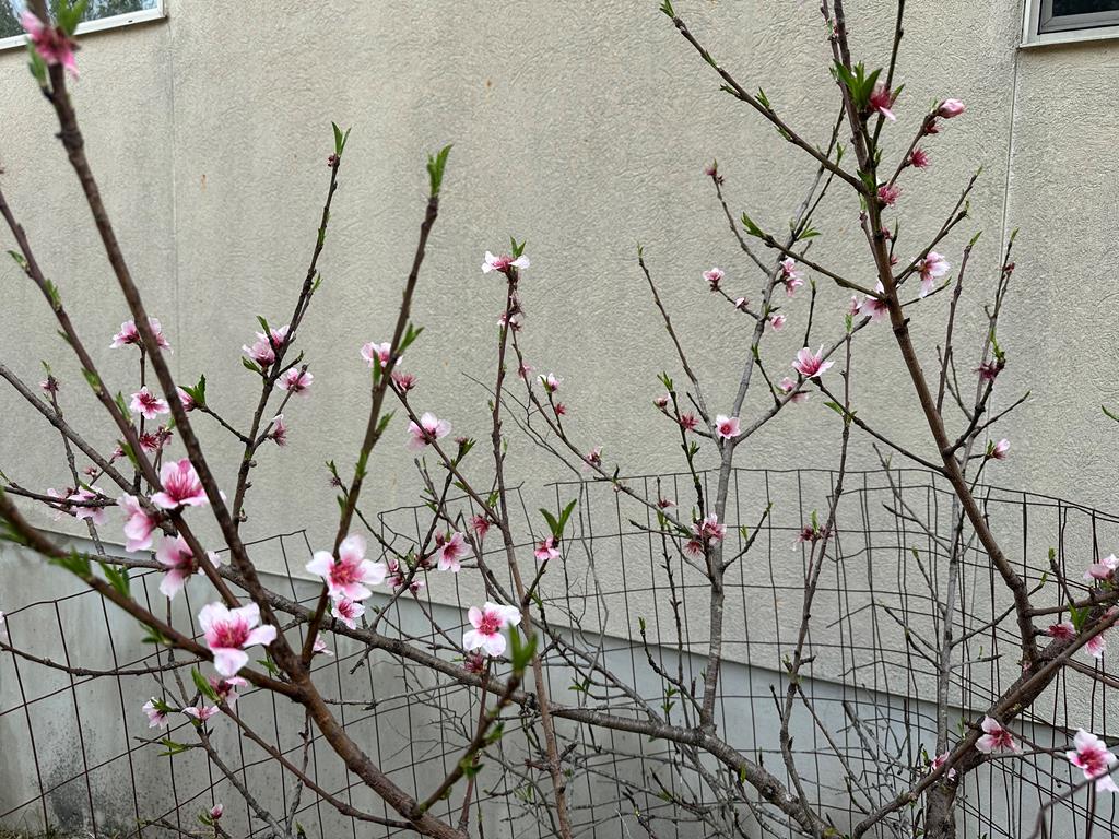 185 Cougar Park Road Hunt, TX 78024 - Photo 23 of 53