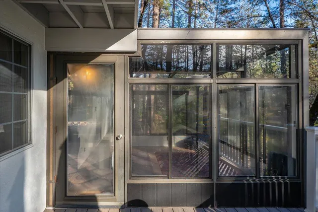 a view of a tree in the forest