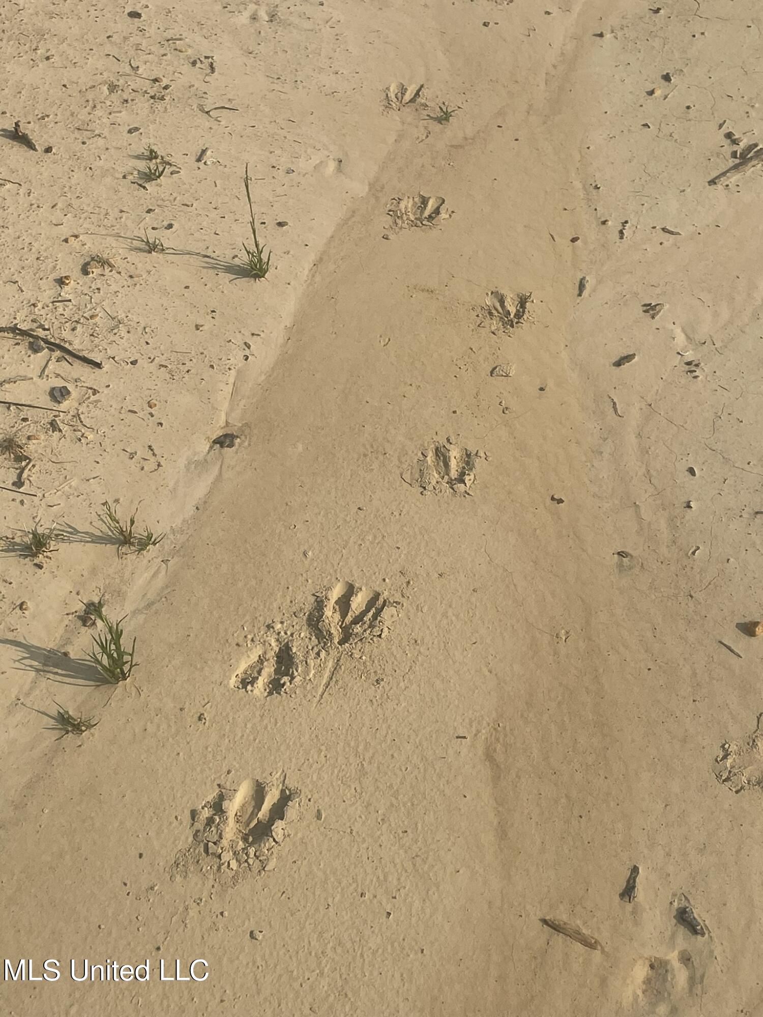 143 Co Road Carrollton, MS 38917 - Photo 3 of 12 IMG_5981 94