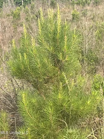 $255,350 | 143 Co Road, Carrollton, MS 38917