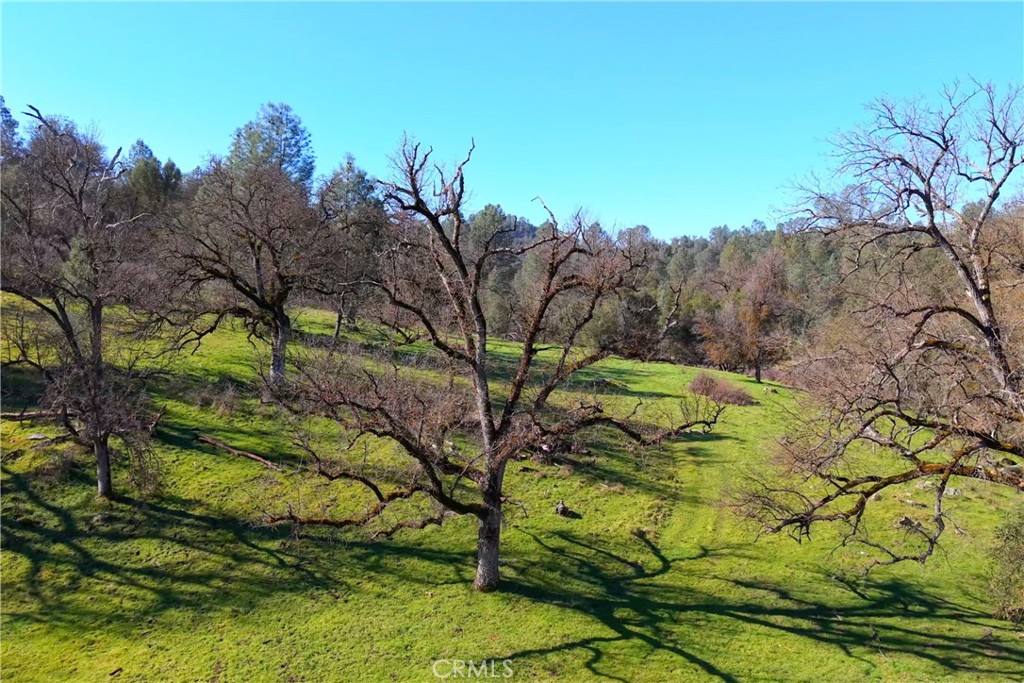 3729 Ben Hur Road Mariposa, CA 95338 - Photo 12 of 57 a view of a bunch of trees