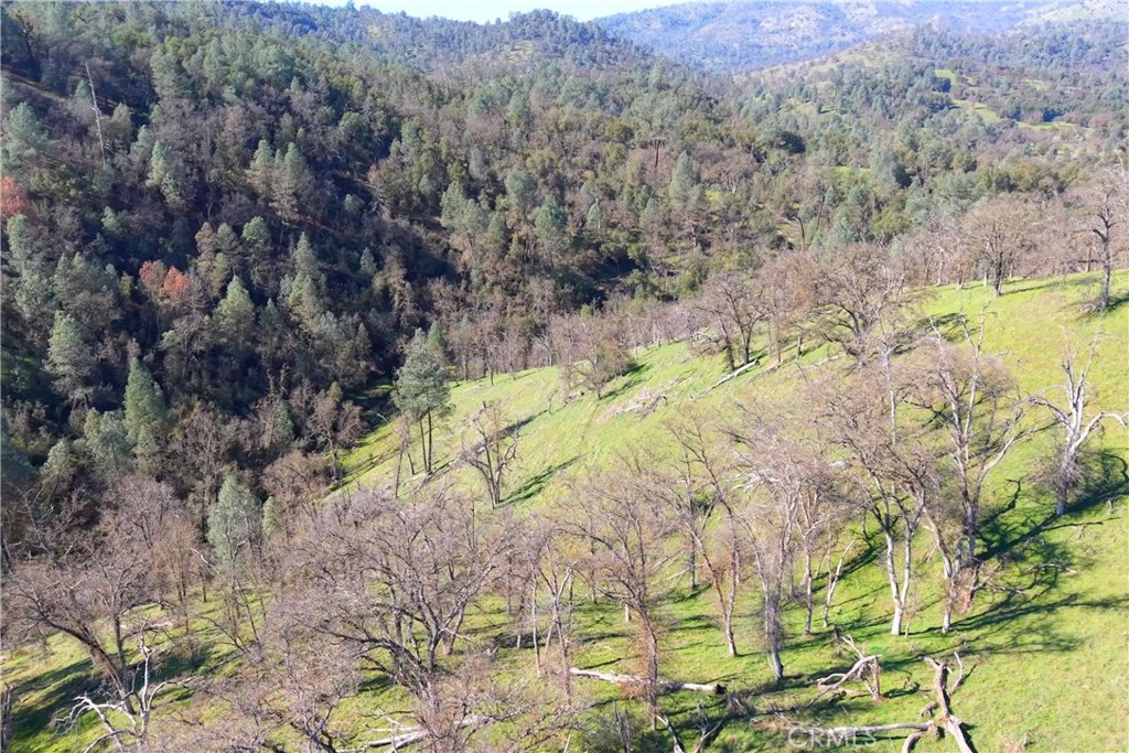 3729 Ben Hur Road Mariposa, CA 95338 - Photo 16 of 57 a view of a yard with plants and large trees