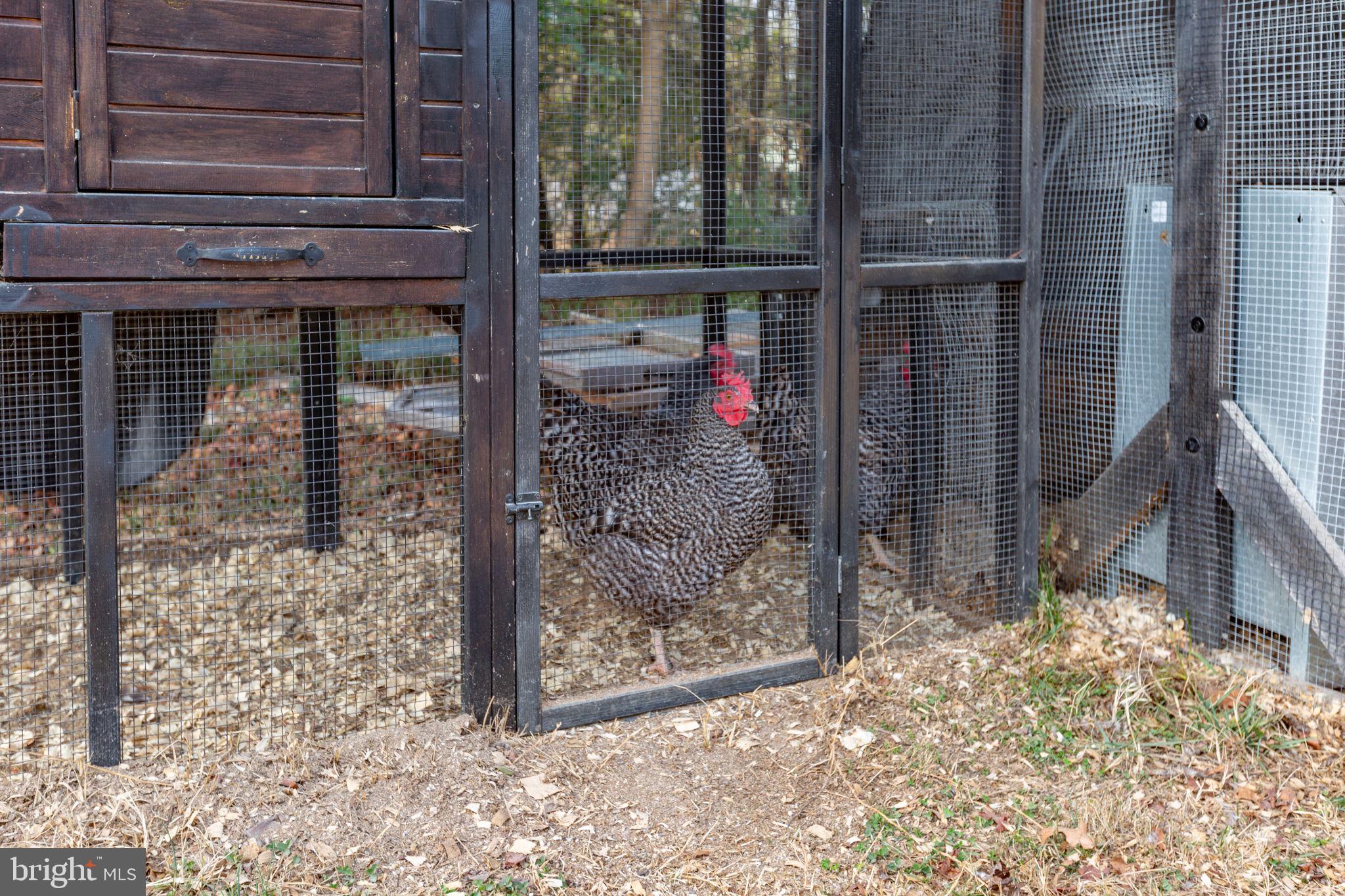 9408 Stonegate Lane Rhoadesville, VA 22542 - Photo 29 of 33 Chickens do not convey