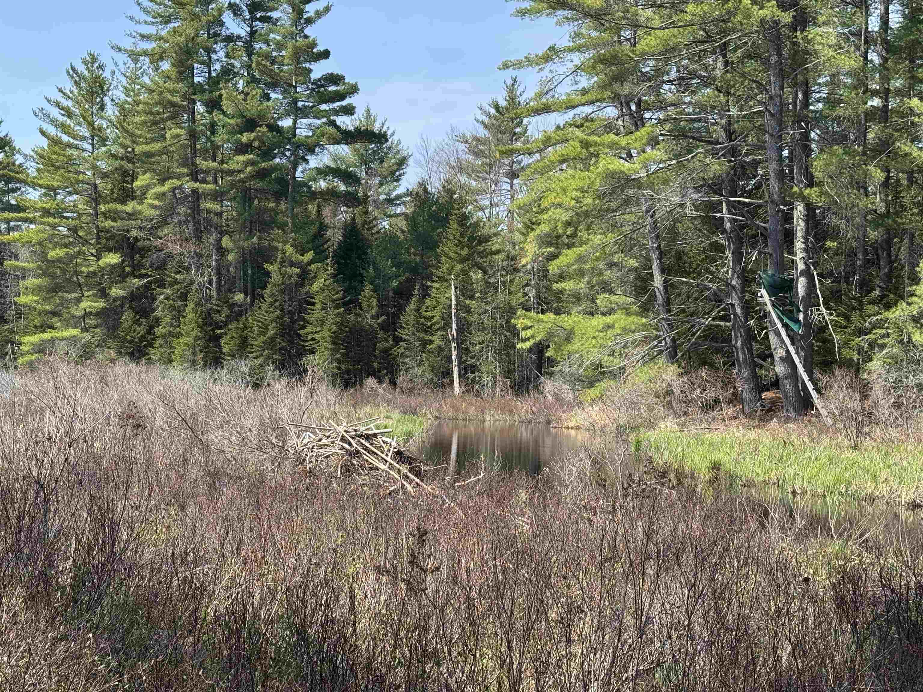 0 Province Lake Road Effingham, NH 03882 - Photo 12 of 45