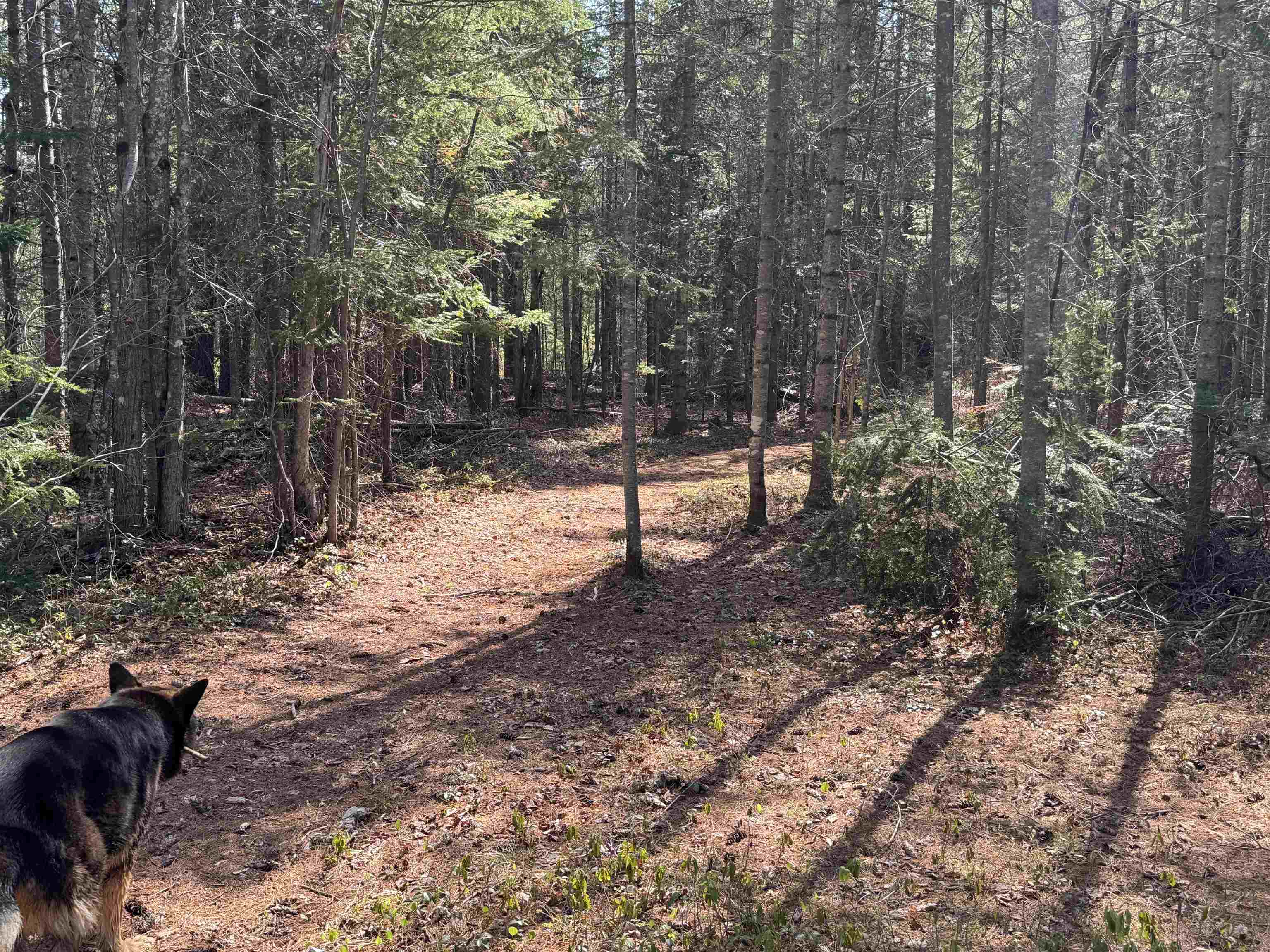 0 Province Lake Road Effingham, NH 03882 - Photo 16 of 45