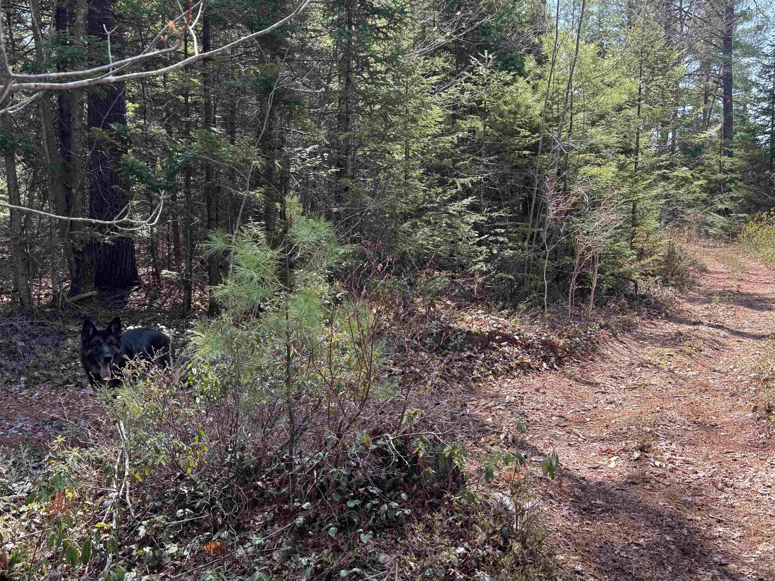 0 Province Lake Road Effingham, NH 03882 - Photo 18 of 45