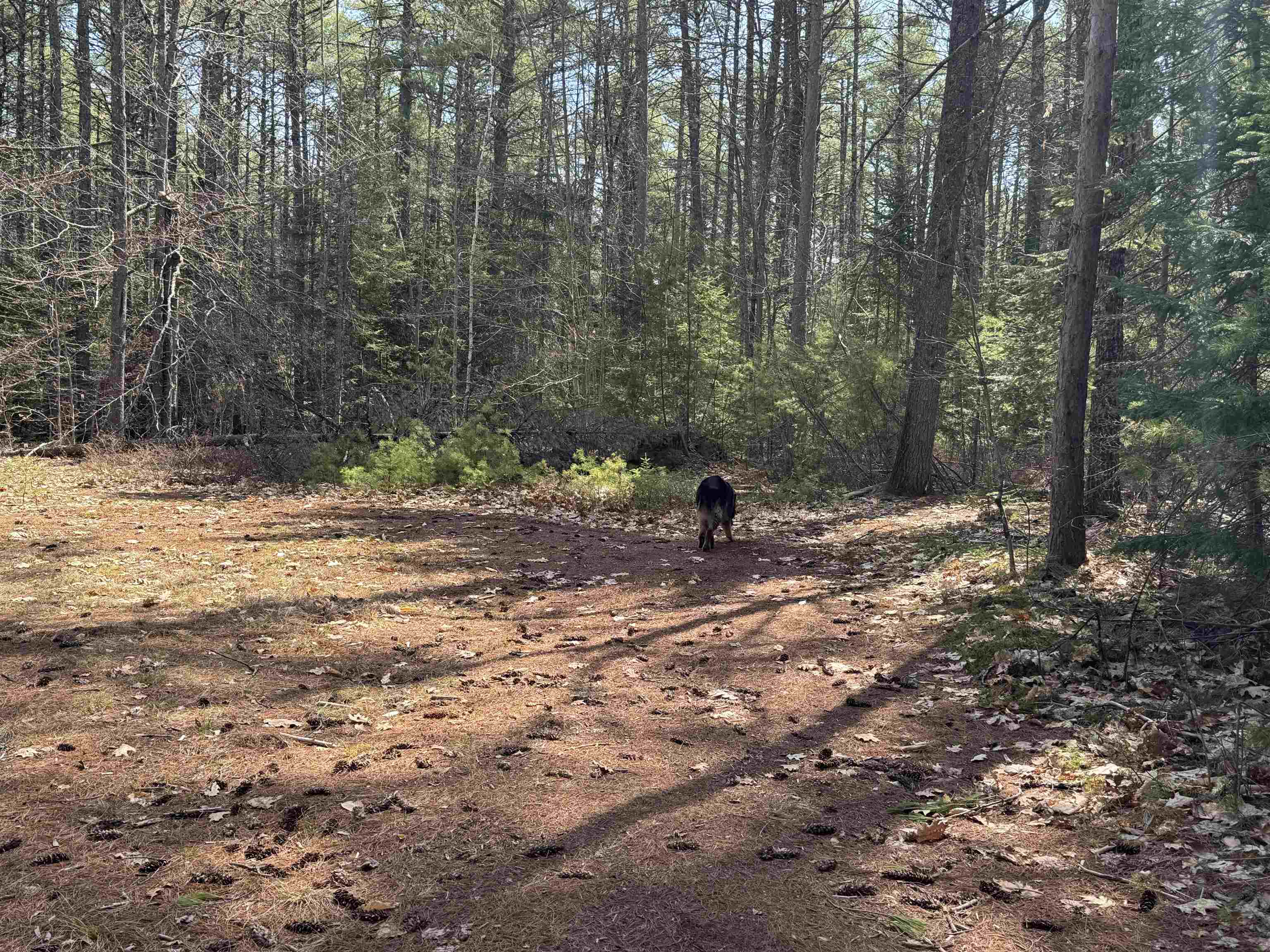 0 Province Lake Road Effingham, NH 03882 - Photo 26 of 45