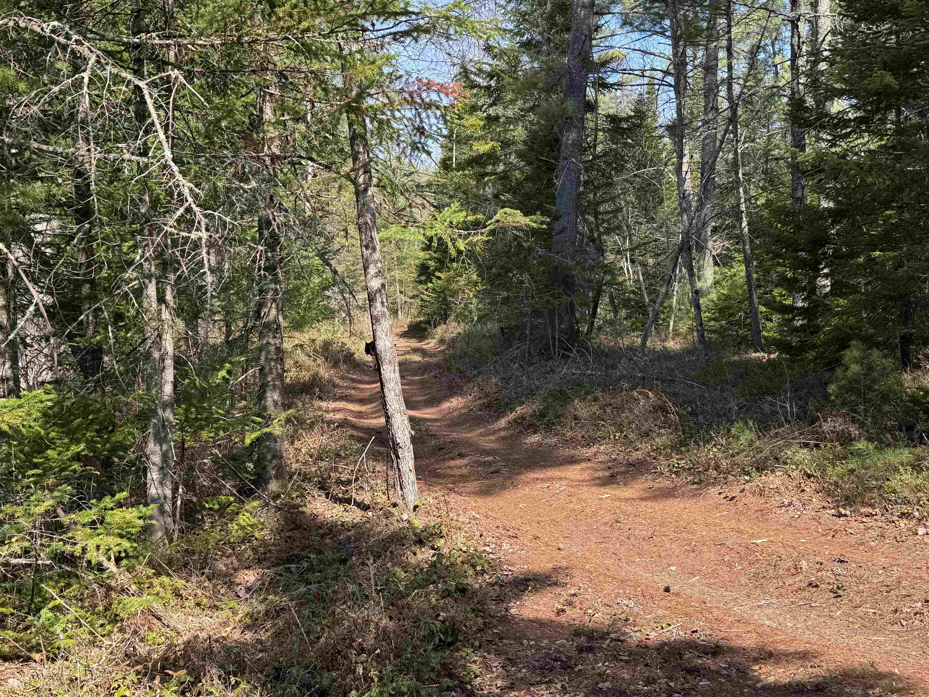 0 Province Lake Road Effingham, NH 03882 - Photo 7 of 45