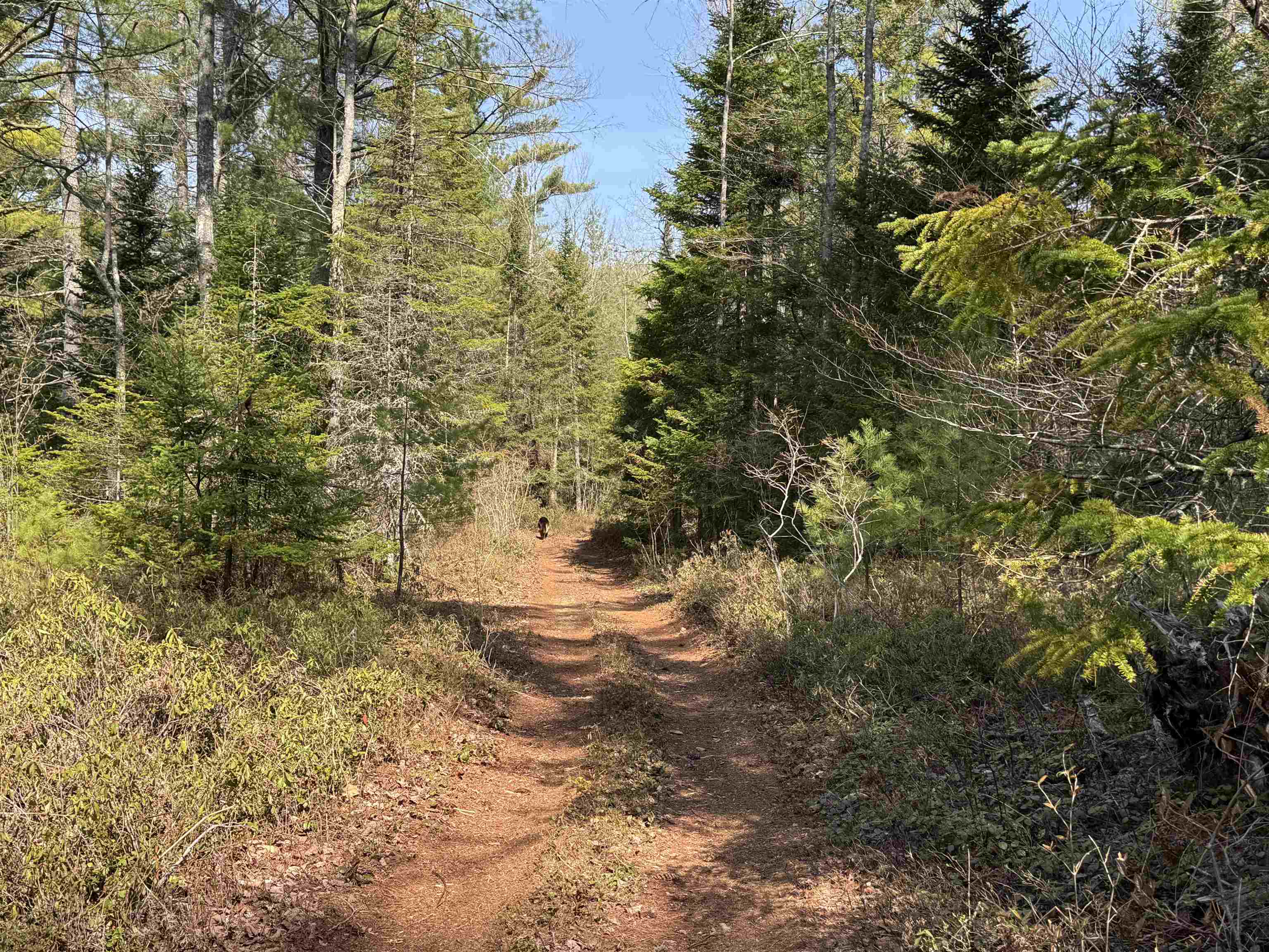 0 Province Lake Road Effingham, NH 03882 - Photo 8 of 45