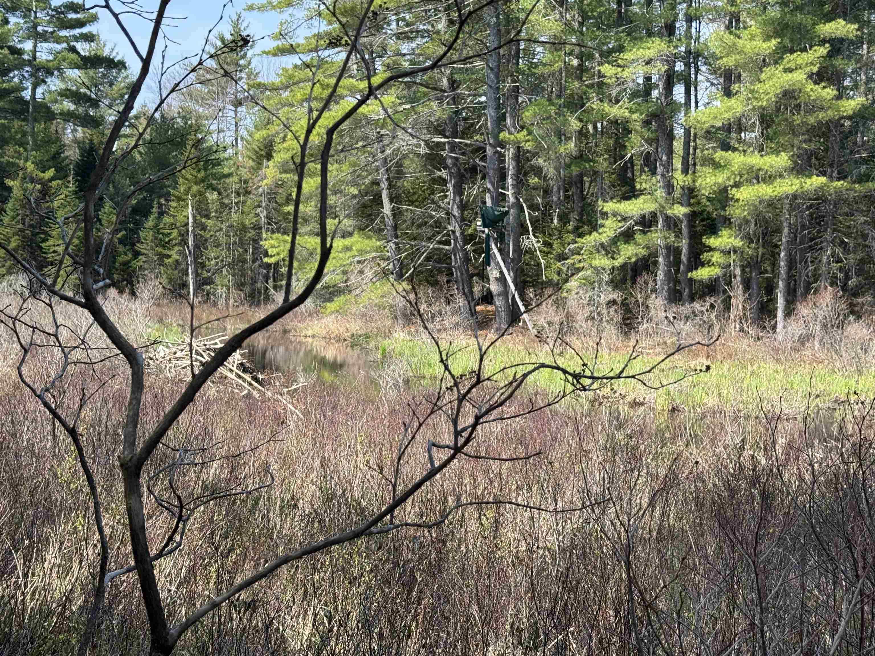0 Province Lake Road Effingham, NH 03882 - Photo 10 of 45