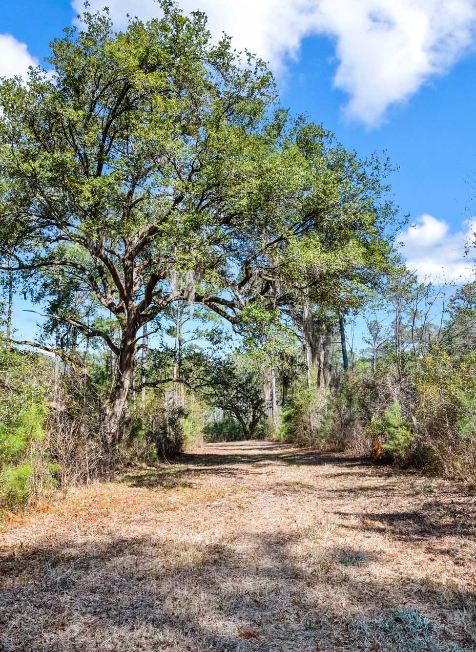 0 West Frontage Road Yemassee, SC 29945 - Photo 13 of 46 HFL_GREGORIE NECK-7