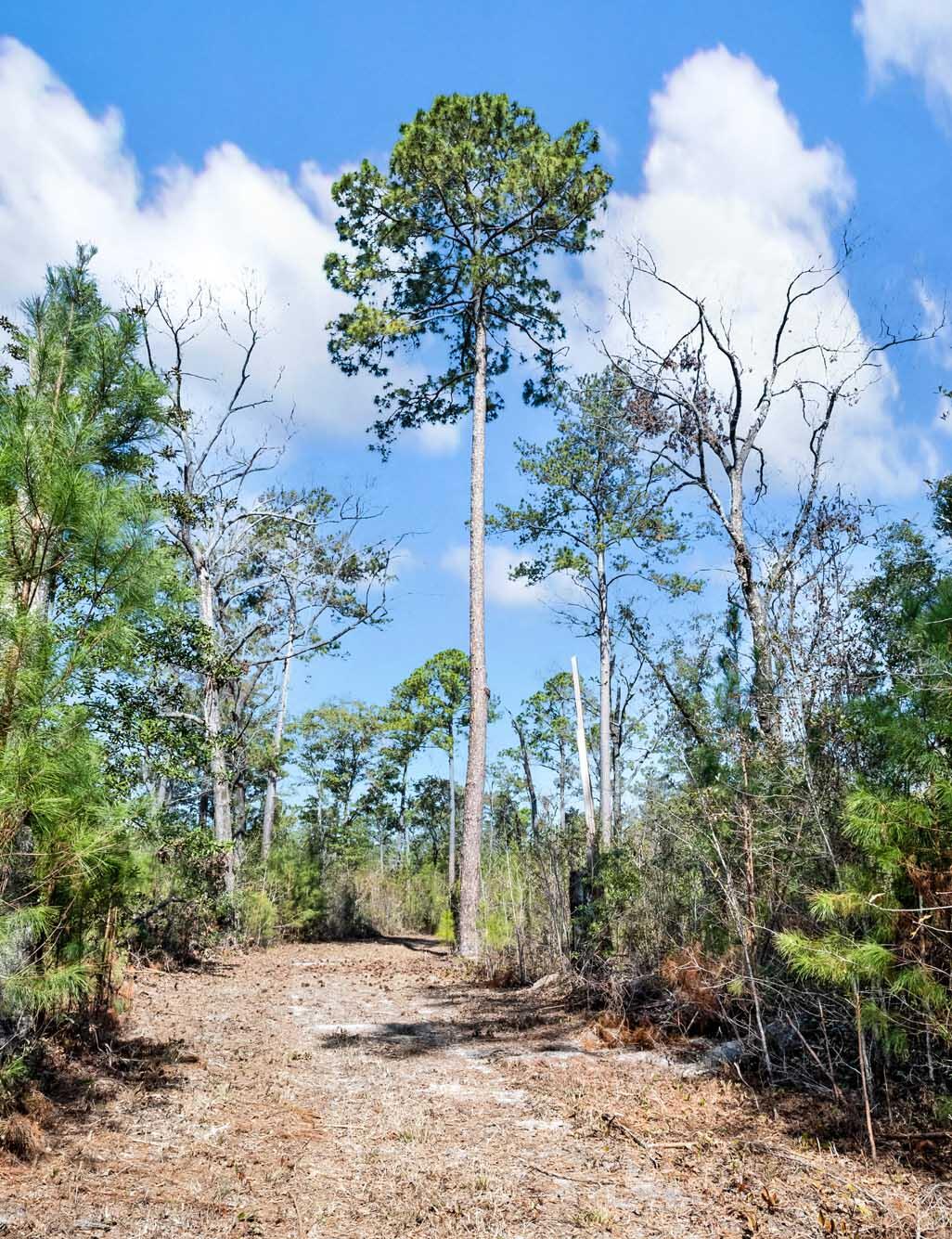 0 West Frontage Road Yemassee, SC 29945 - Photo 15 of 46 HFL_GREGORIE NECK-11