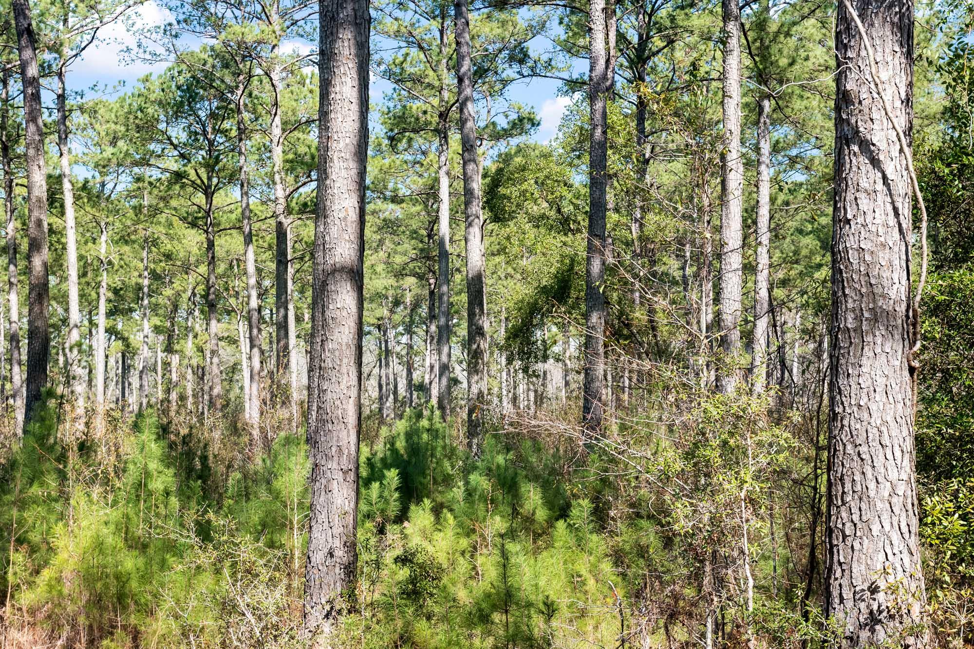 0 West Frontage Road Yemassee, SC 29945 - Photo 18 of 46 HFL_GREGORIE NECK-14