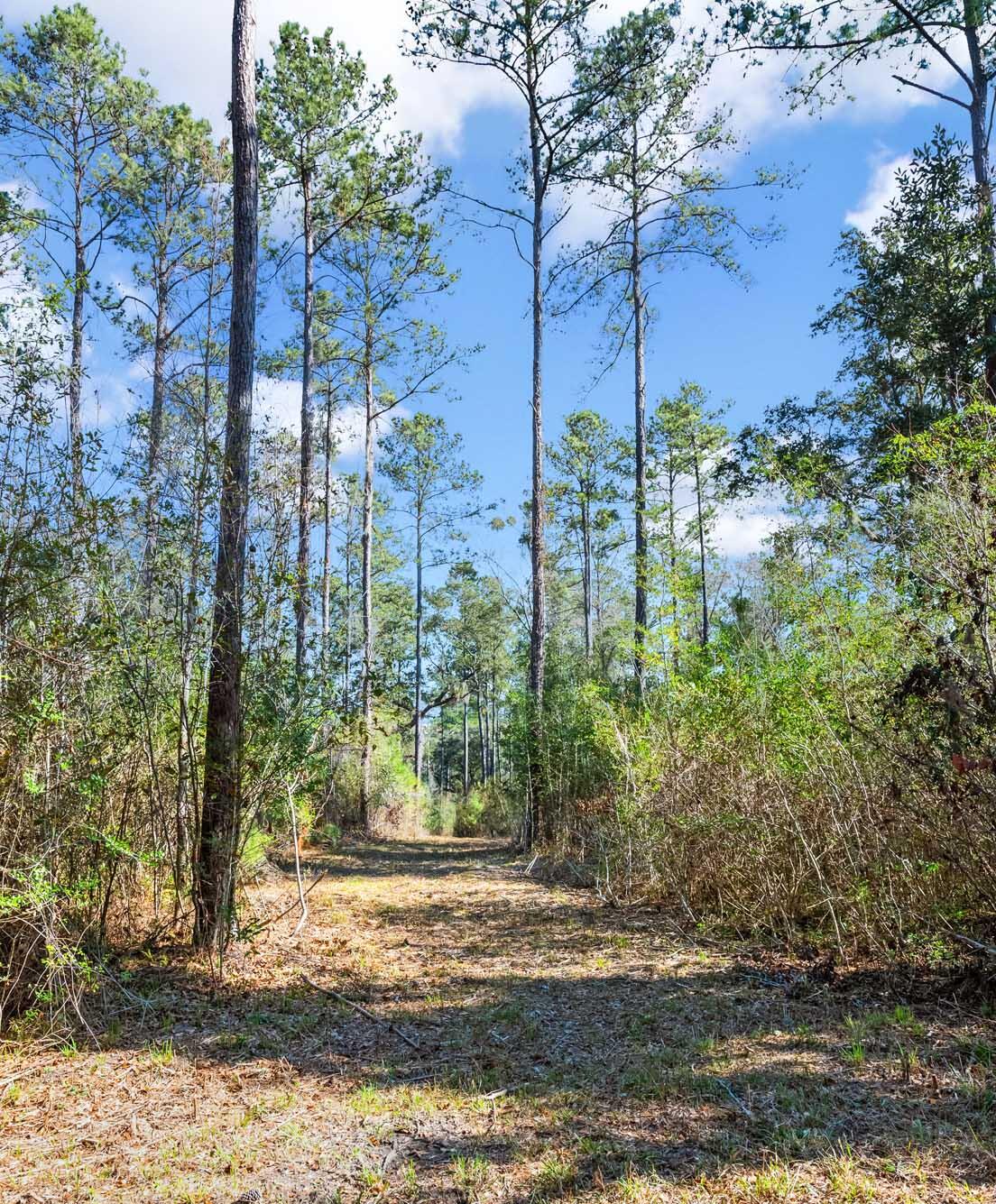 0 West Frontage Road Yemassee, SC 29945 - Photo 9 of 46 HFL_GREGORIE NECK-3