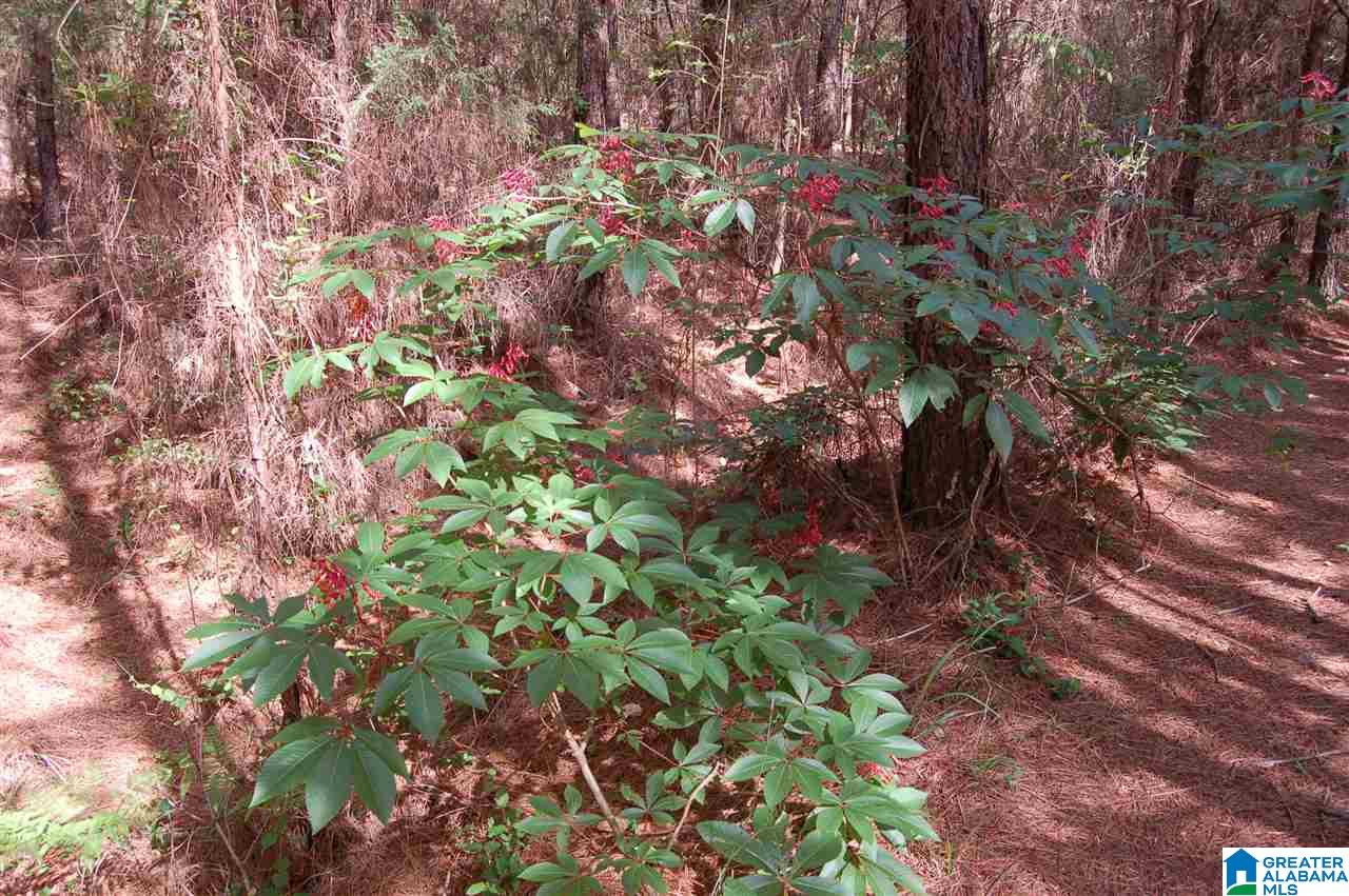 C C Road, Unit 40 00 Vinemont, AL 35179 - Photo 9 of 12