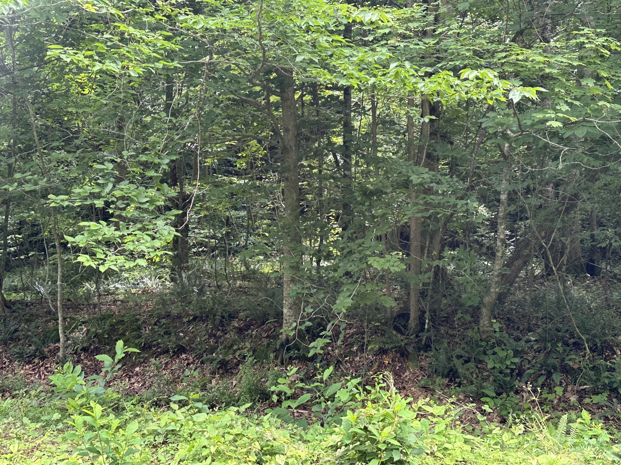 2812 Union Hill Road Joelton, TN 37080 - Photo 3 of 13 a view of a forest with trees in the background