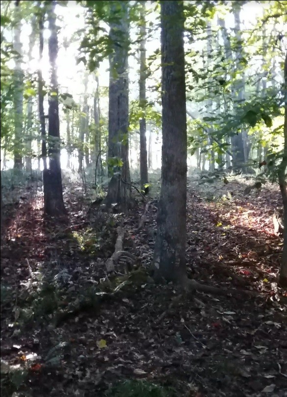 2812 Union Hill Road Joelton, TN 37080 - Photo 6 of 13 a view of forest