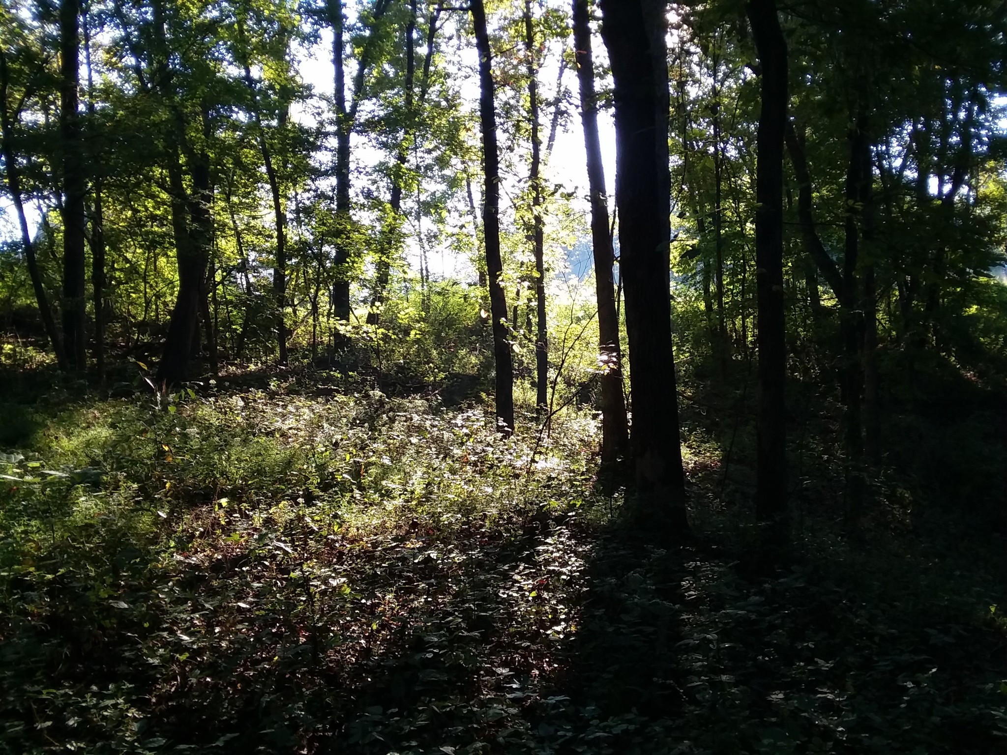 2812 Union Hill Road Joelton, TN 37080 - Photo 7 of 13 a view of outdoor space and trees