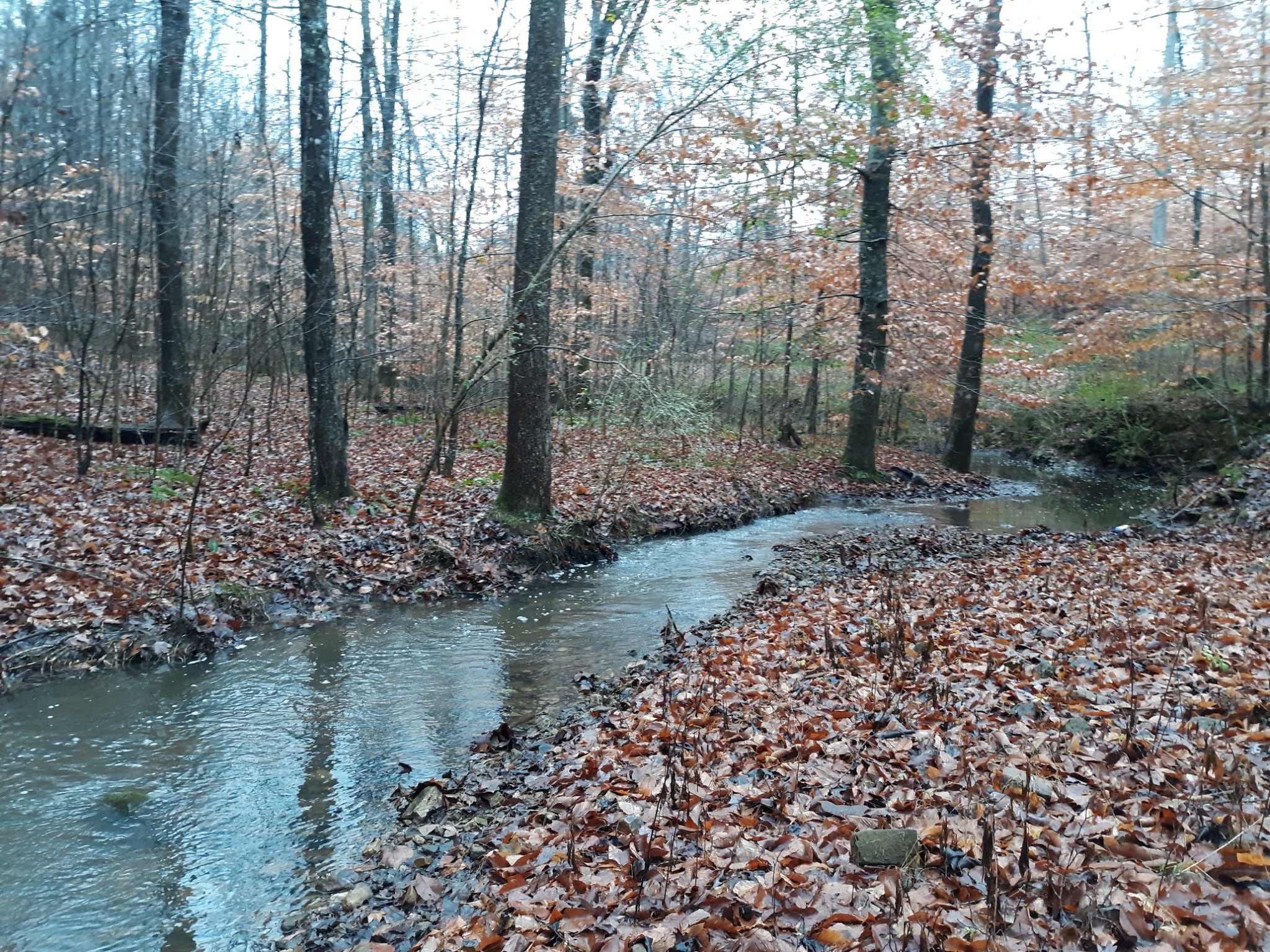 2812 Union Hill Road Joelton, TN 37080 - Photo 8 of 13 a view of a lake with lots of trees