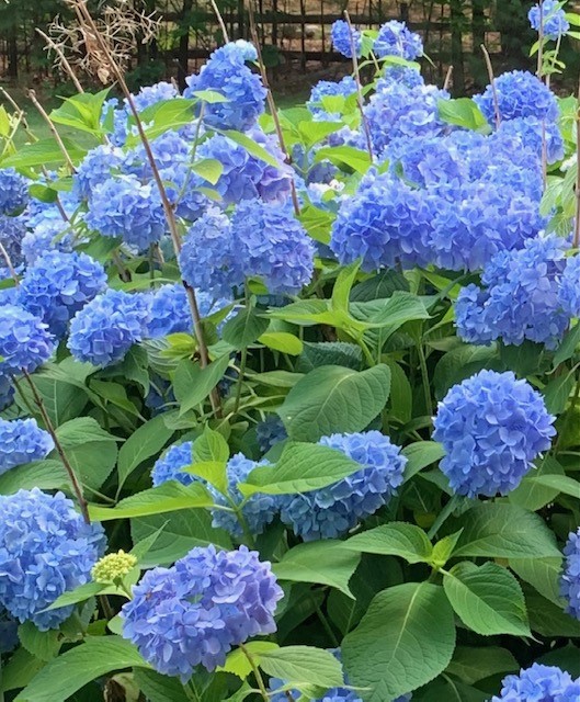 204 Shady Valley Road Coventry, RI 02816 - Photo 46 of 48 Hydrangeas off front porch in summer