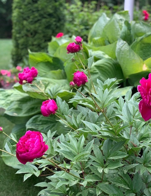 204 Shady Valley Road Coventry, RI 02816 - Photo 47 of 48 Peonies off front porch in summer