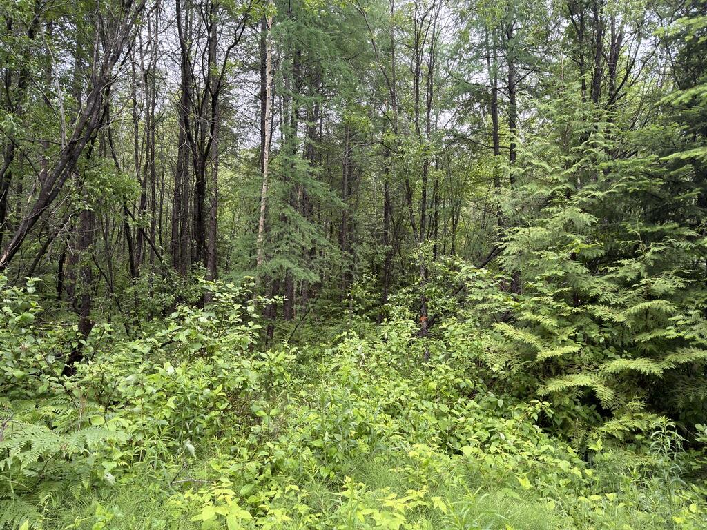 M3-l7-e Fowler Road Woodland, ME 04736 - Photo 5 of 5 Fowler Rd Map 3 Lot 007E