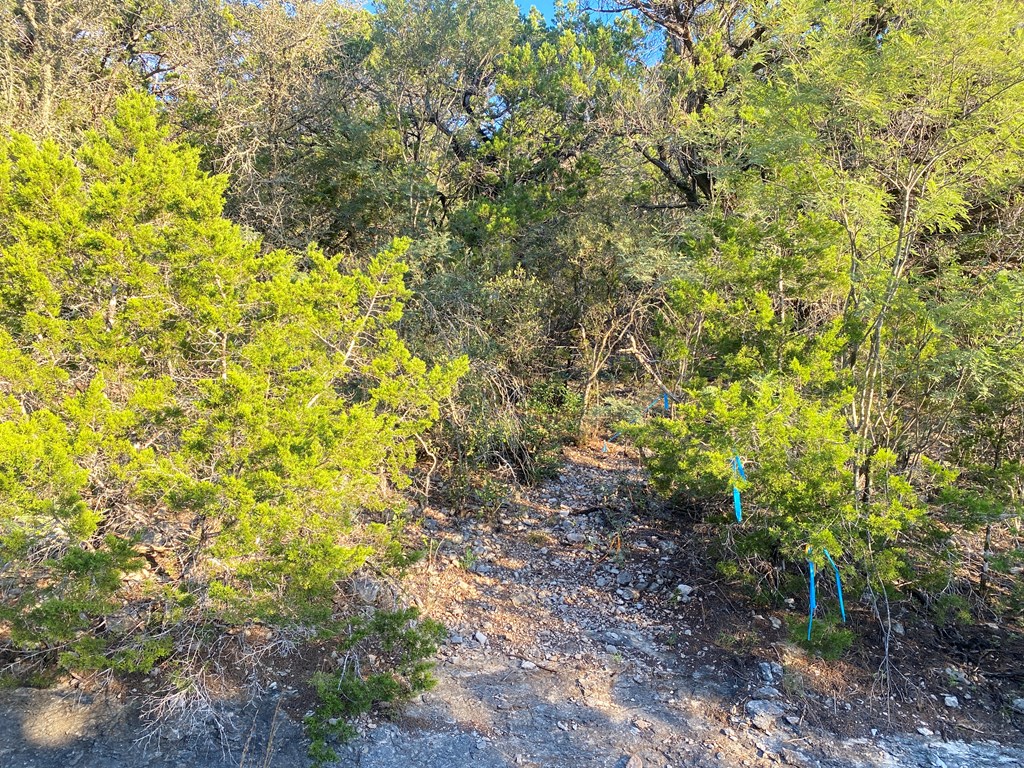 0 Frio Canyon Loop Concan, TX 78838 - Photo 4 of 14 a view of a tree with a yard