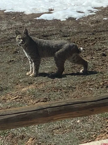 a view of a field with a tree in it
