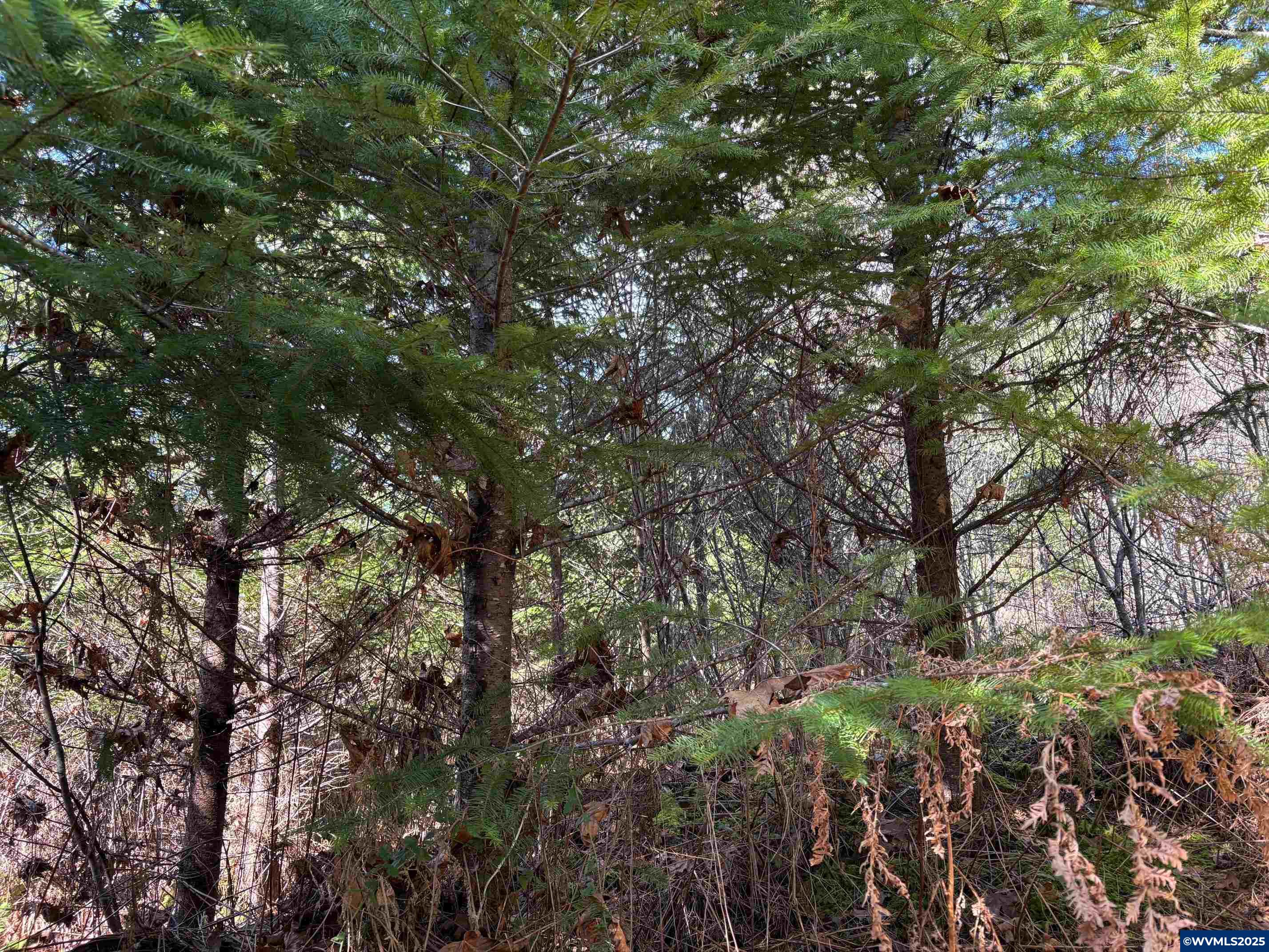 0 Boiler Creek Road Springfield, OR 97478 - Photo 20 of 26
