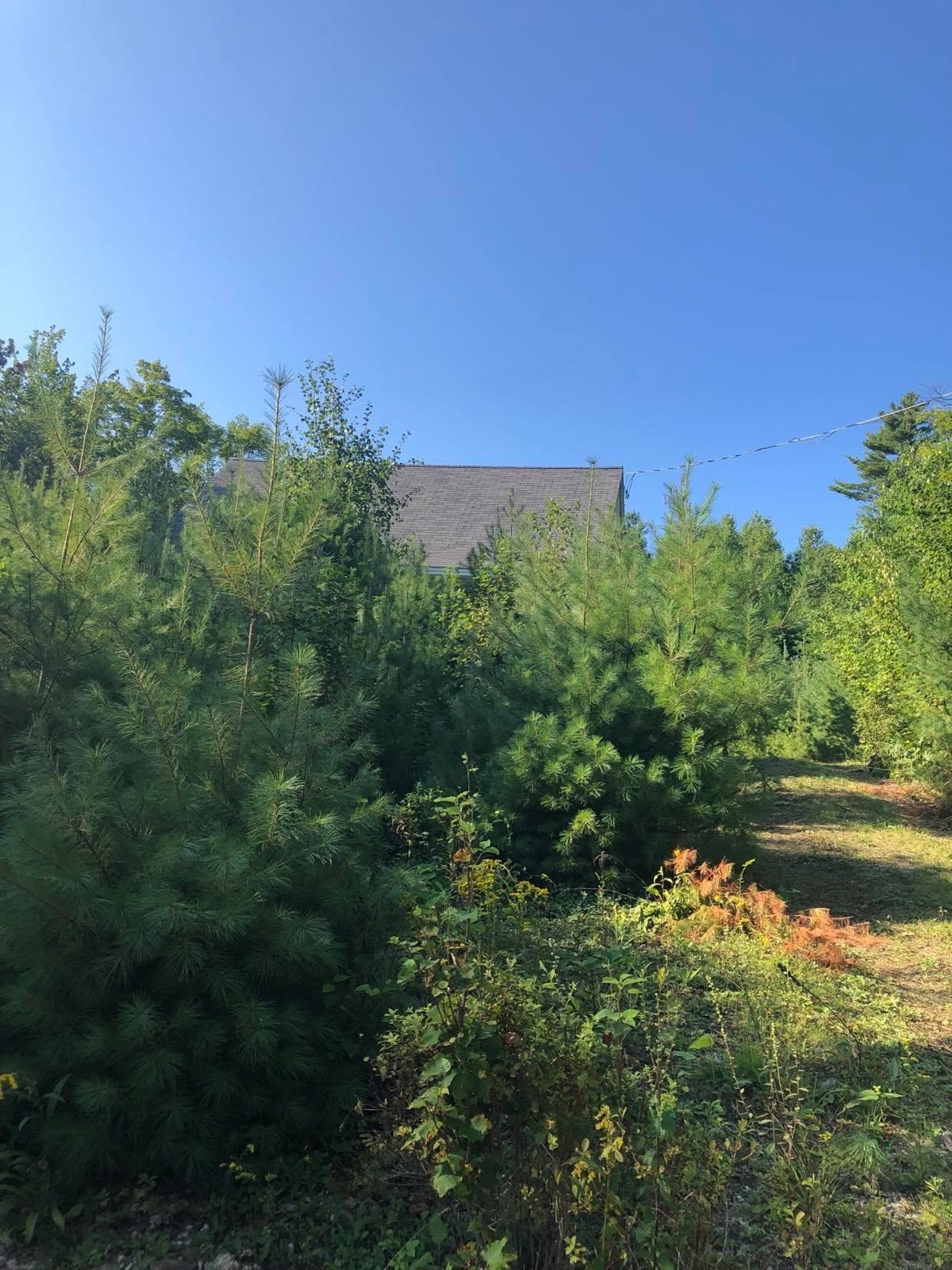 0 Lynn Hill Road Acworth, NH 03601 - Photo 8 of 19 Gallery Image 8