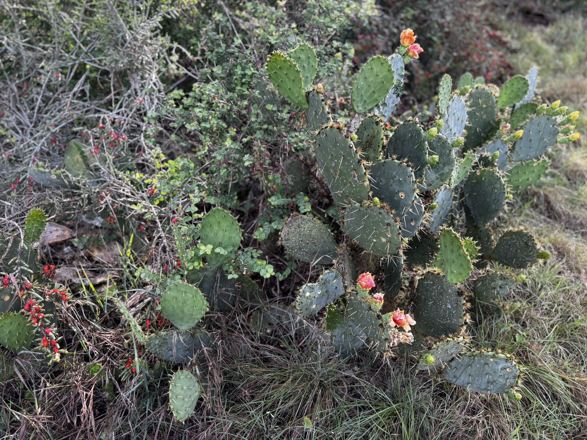 683 County Road 467 Elgin, TX 78621 - Photo 5 of 26 Native landscaping featuring prickly pear cacti with developing orange and yellow blooms