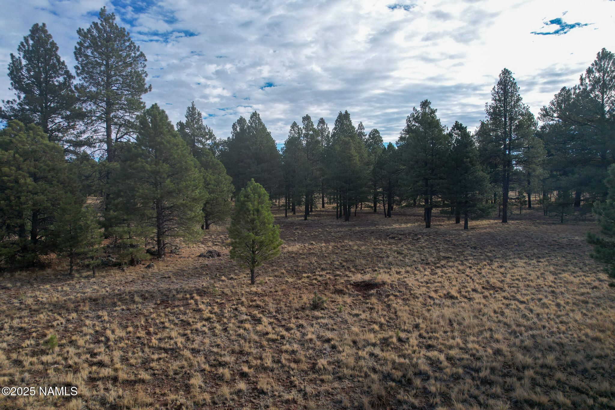 4540 Forrest Ranches Loop Parks Parks, AZ 86018 - Photo 7 of 14 a view of a forest with trees in the background