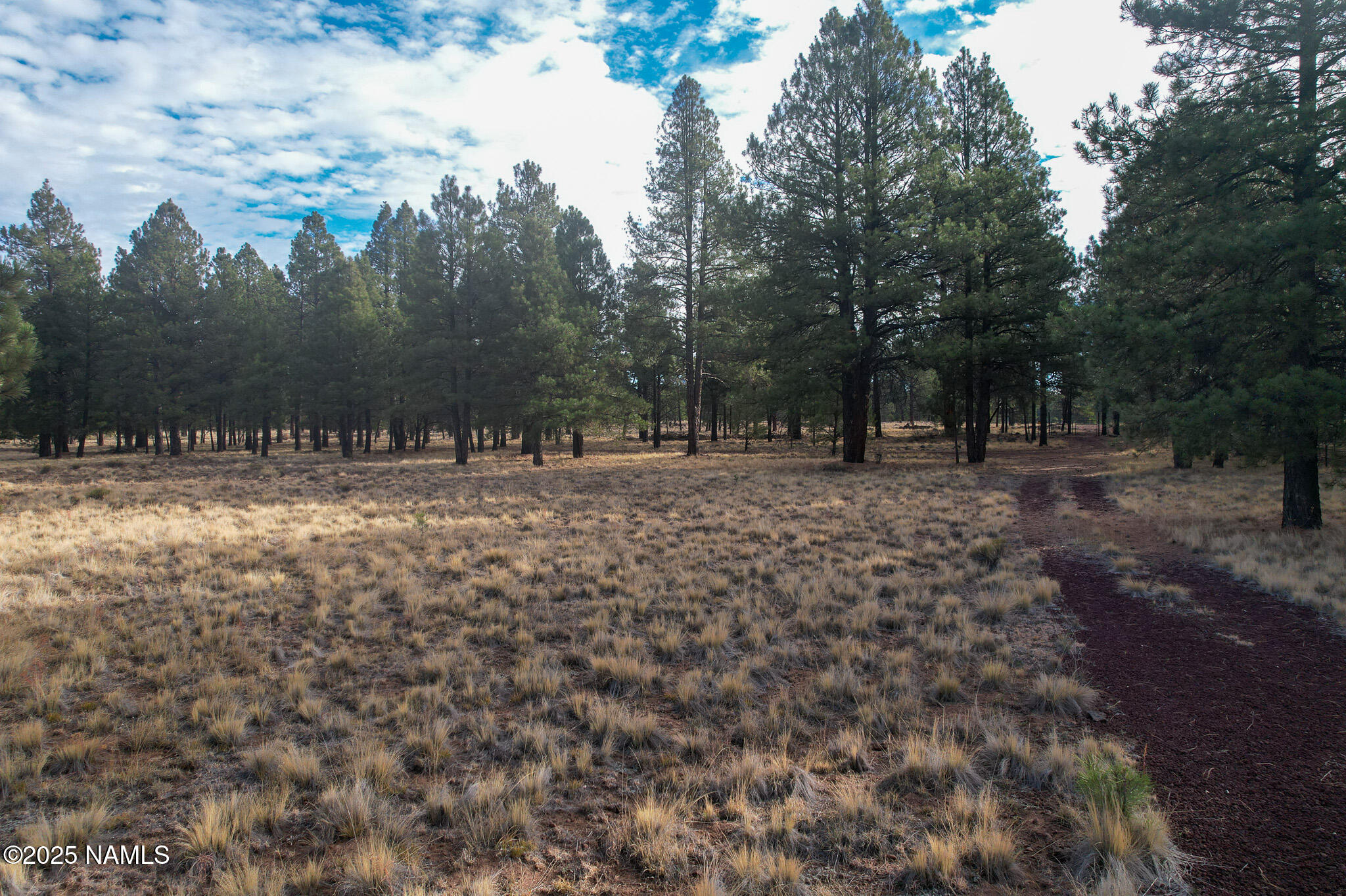 4540 Forrest Ranches Loop Parks Parks, AZ 86018 - Photo 8 of 14 a view of road with large trees