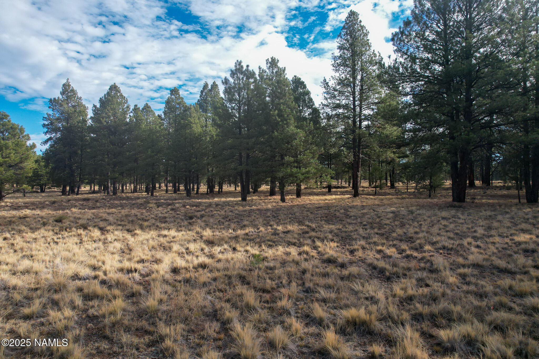 4540 Forrest Ranches Loop Parks Parks, AZ 86018 - Photo 9 of 14 a view of outdoor space with trees