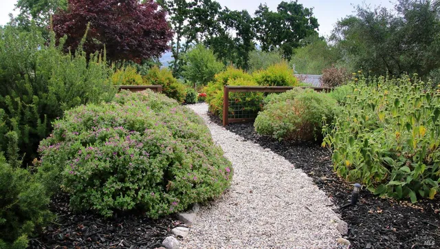 a view of a garden with plants