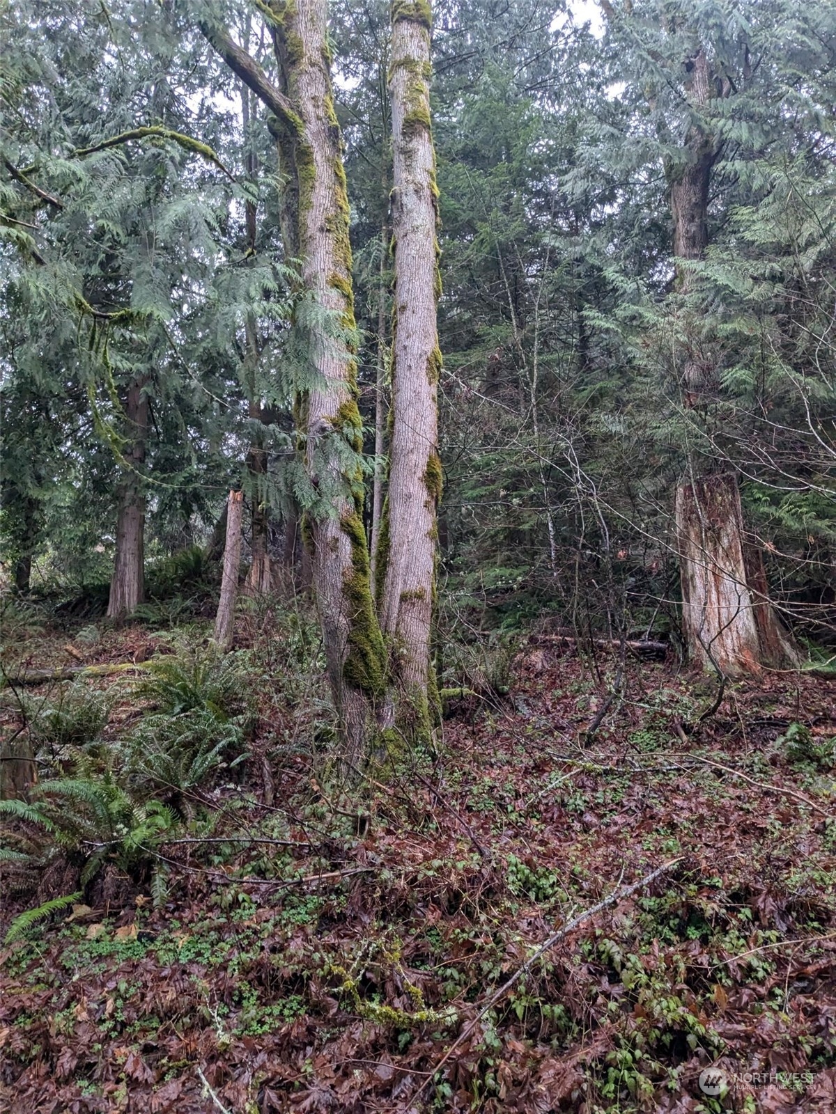 0 West Road Sedro-Woolley, WA 98284 - Photo 1 of 10 a backyard of a house with lots of green space