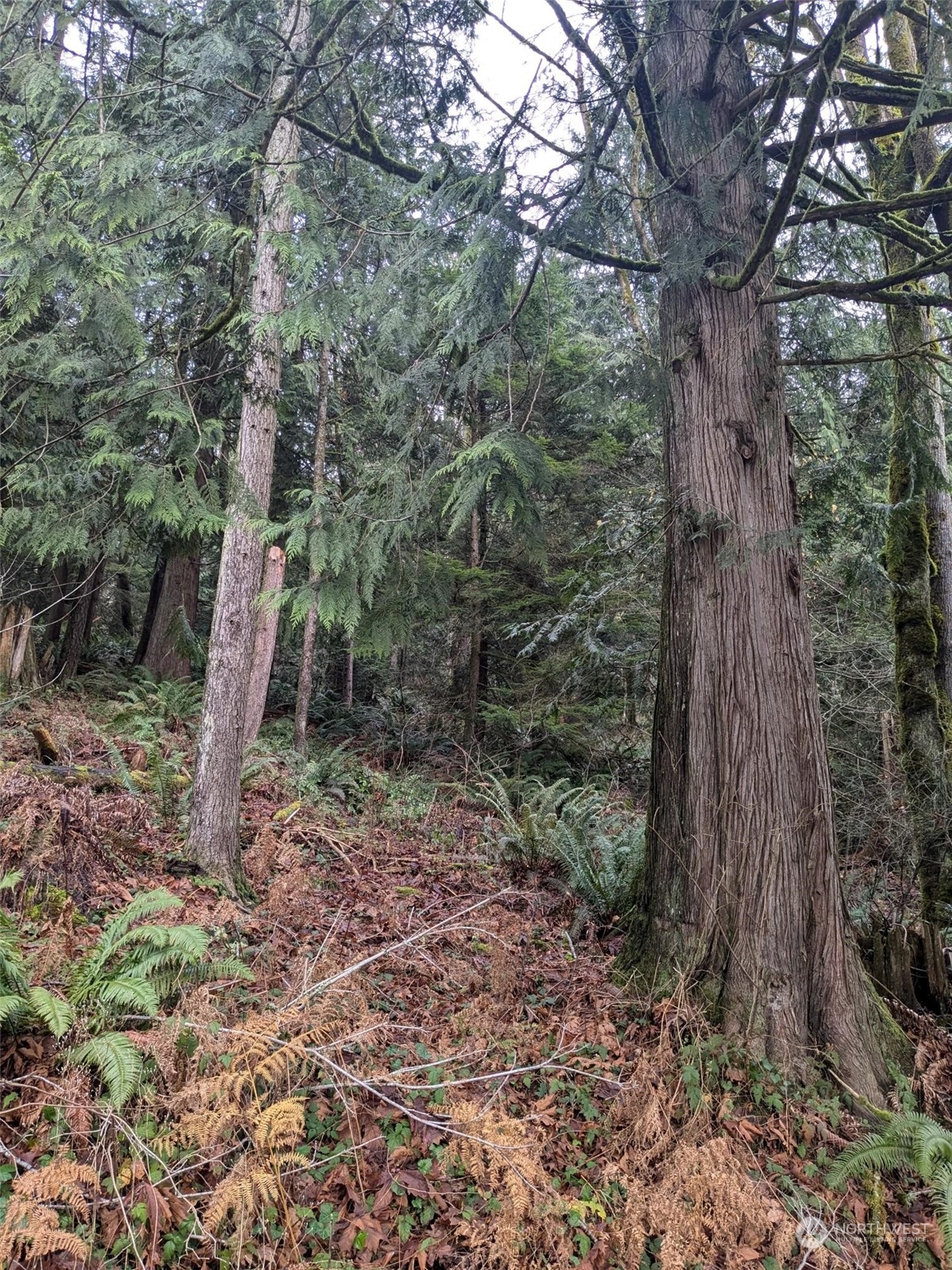 0 West Road Sedro-Woolley, WA 98284 - Photo 2 of 10 a view of a forest filled with trees