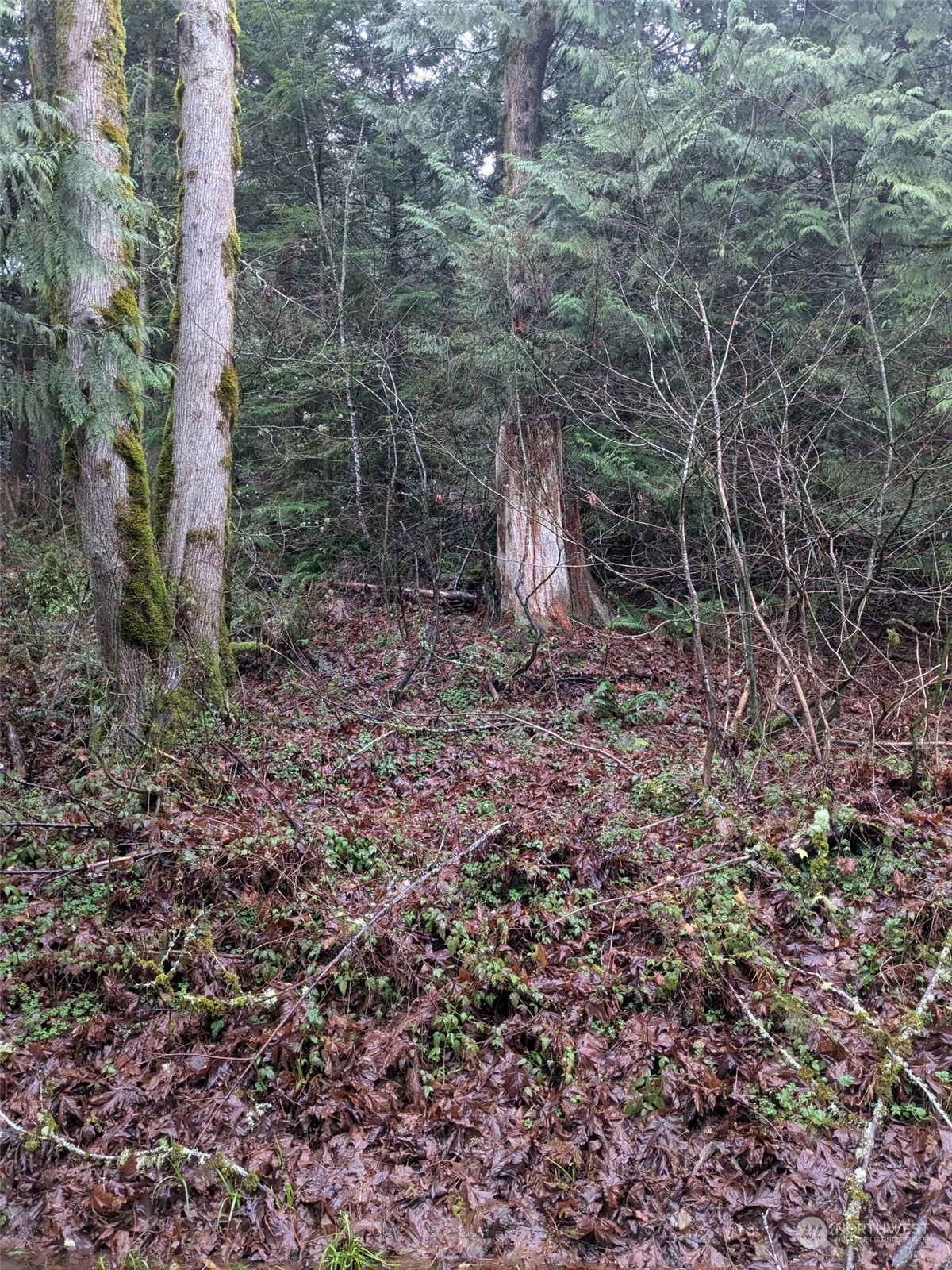 0 West Road Sedro-Woolley, WA 98284 - Photo 4 of 10 a backyard of a house with lots of green space