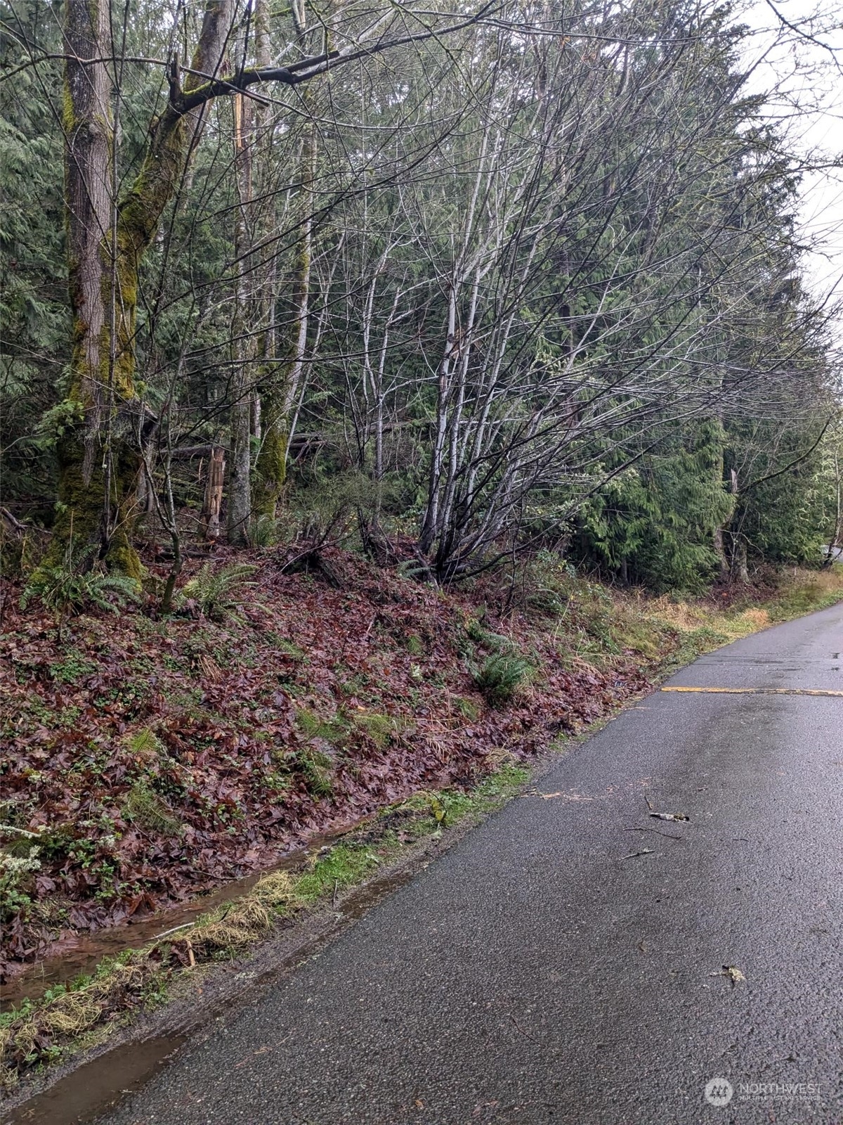 0 West Road Sedro-Woolley, WA 98284 - Photo 7 of 10 a view of a yard with a tree