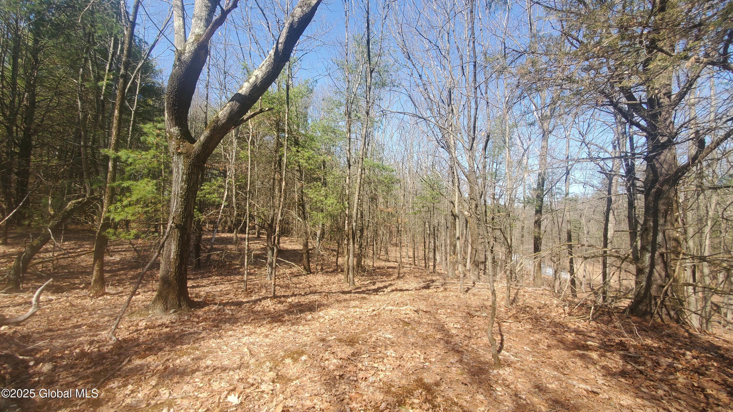 L25 Fischer Road Kinderhook, NY 12106 - Photo 20 of 30 LIVE IN THE FOREST