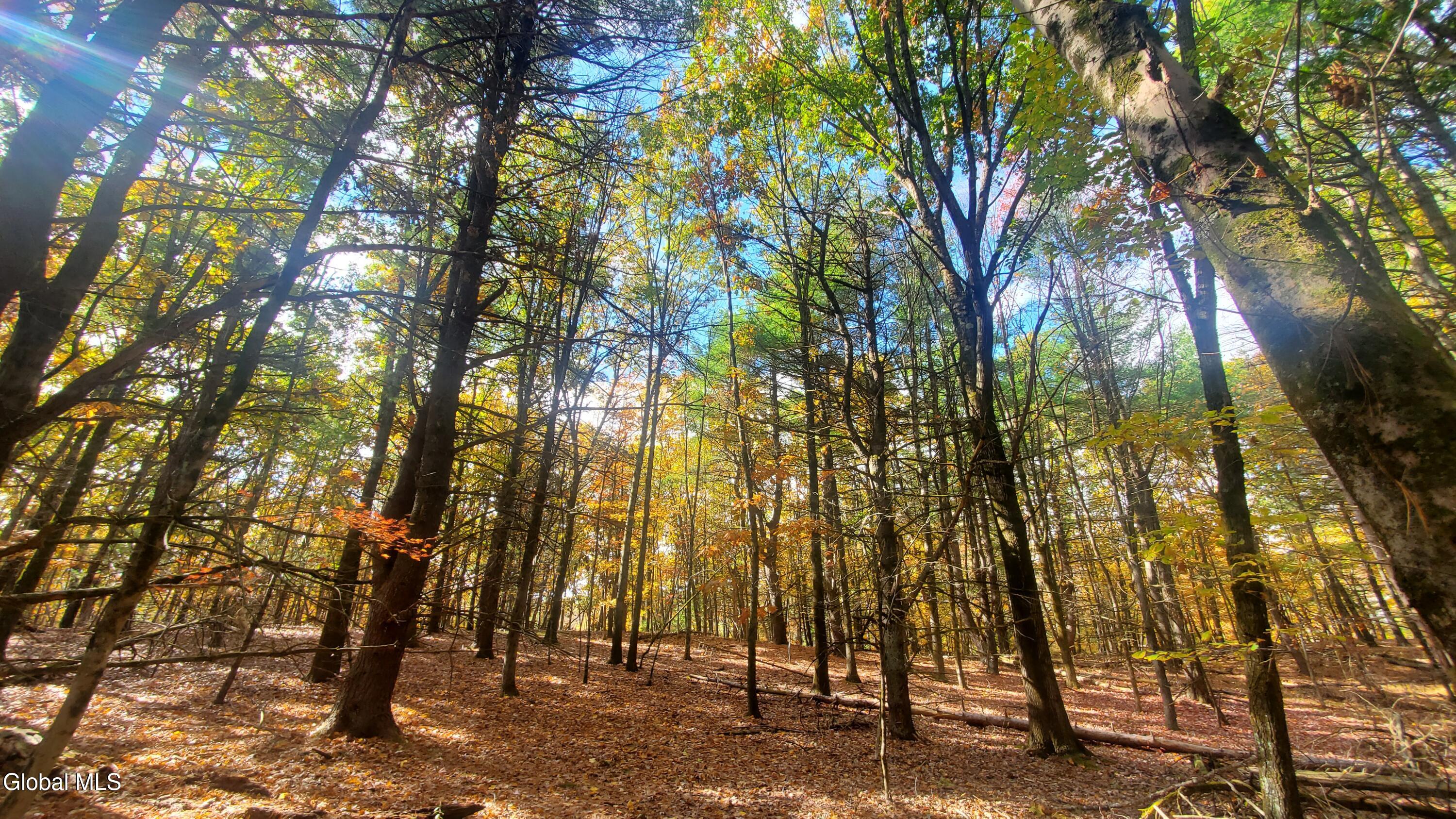 L25 Fischer Road Kinderhook, NY 12106 - Photo 9 of 30 LIVING IN THE FOREST