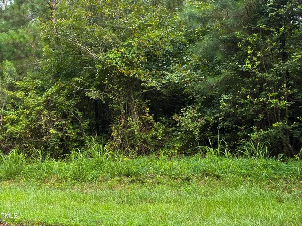 a view of a lush green forest