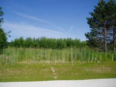 Lot in summer