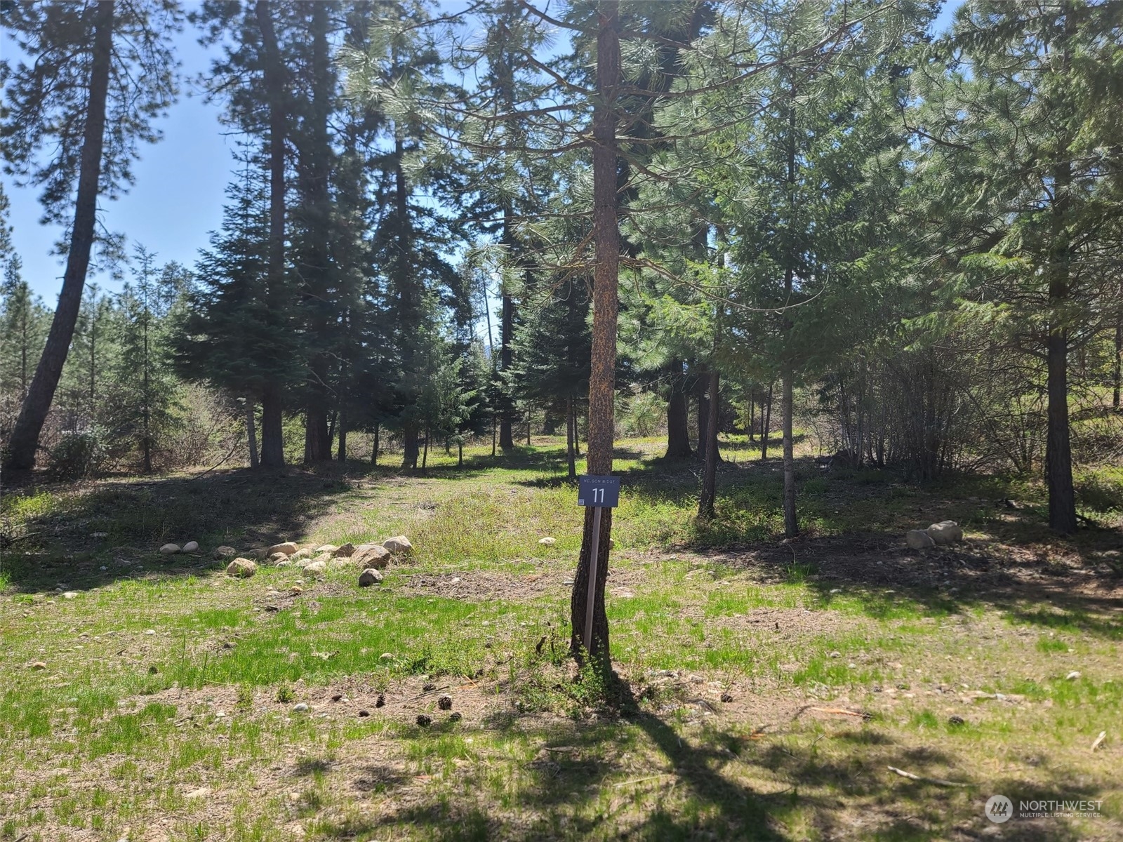 a view of a yard with trees