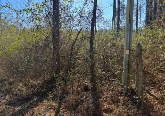 a view of a forest that has large trees