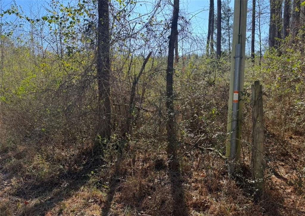 a view of a forest that has large trees